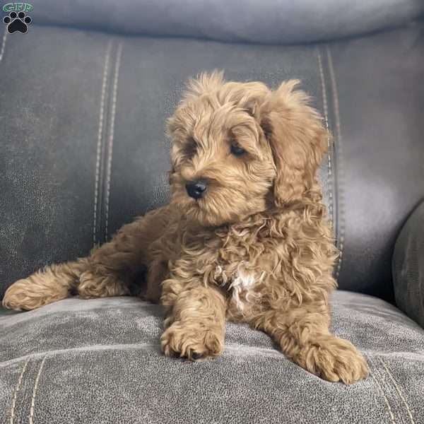 Cupid, Mini Goldendoodle Puppy